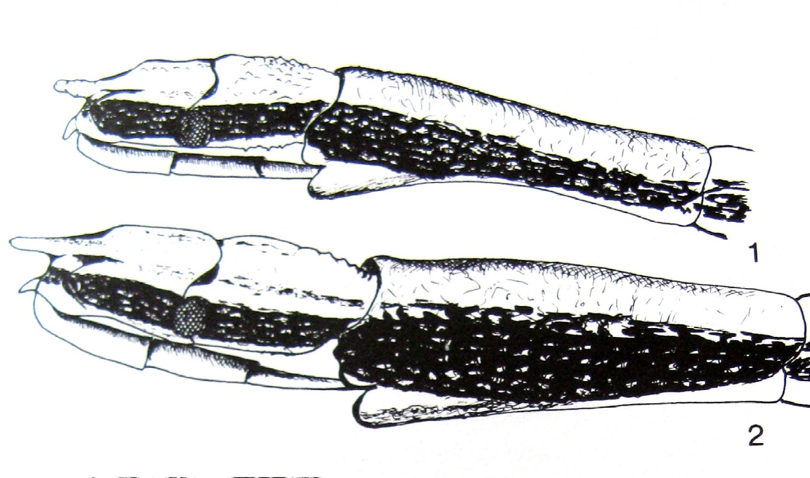 Reduviidae: Emesinae, predatori filiformi del Mediterraneo